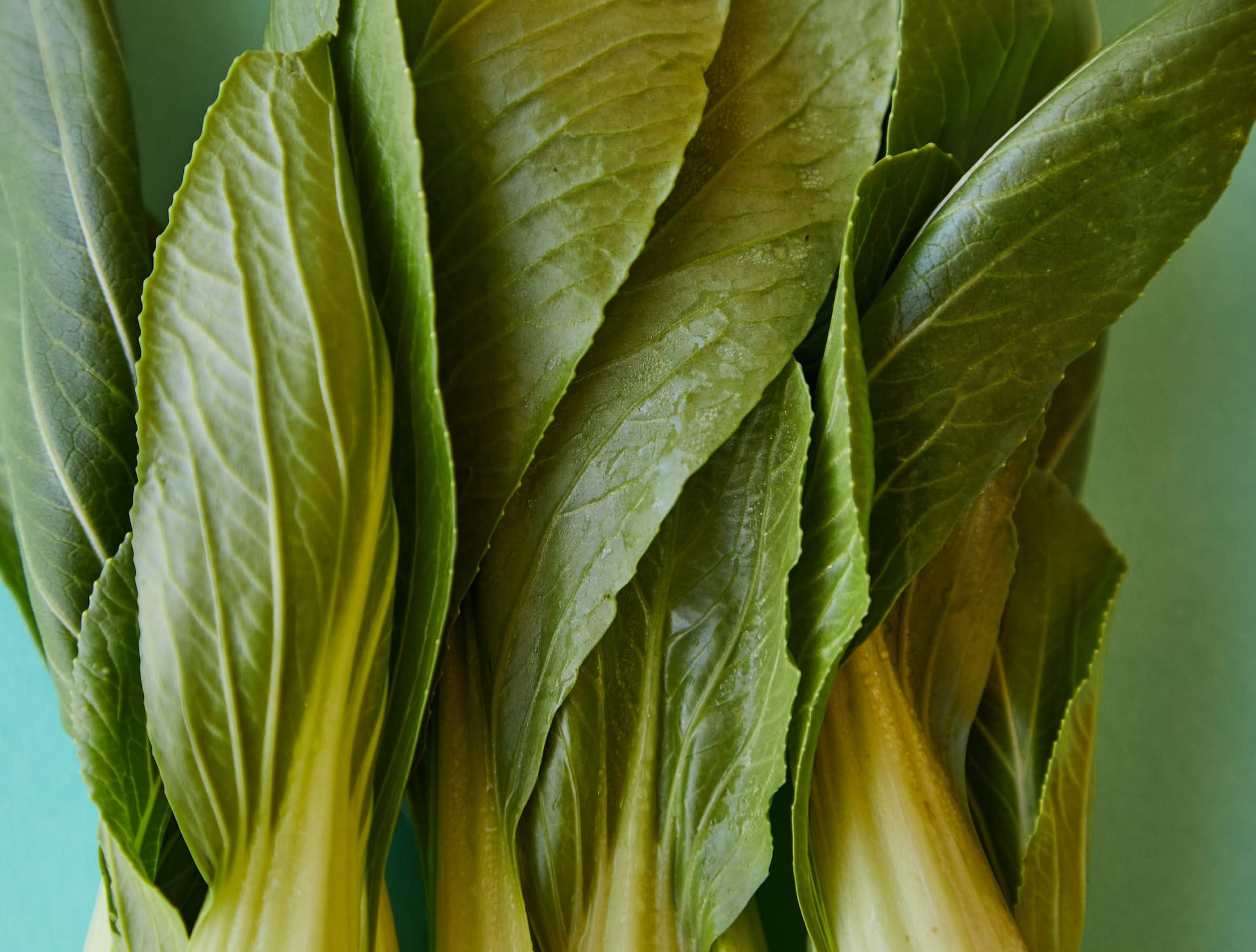 clean eating with bok choi and green leaves